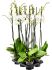 phalaenopsis silhouette 6tray 2tak grandiflora wit h 75cm b 20cm potmaat 12cm