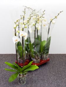 Phalaenopsis ‘Silhouette‘ 6/tray, 2-Tak grandiflora Wit, H: 75cm, B: 20cm, potmaat: 12cm