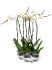 phalaenopsis tsarine 4tray 2tak grandiflora wit h 100cm b 25cm potmaat 15cm