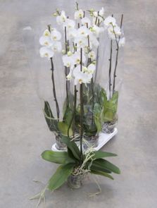 Phalaenopsis ‘Tsarine‘ 4/tray, 2-Tak grandiflora Wit, H: 100cm, B: 25cm, potmaat: 15cm