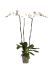 phalaenopsis tsarine 4tray 3tak grandiflora wit h 80cm b 25cm potmaat 15cm