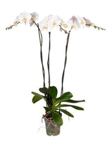 Phalaenopsis ‘Tsarine‘ 4/tray, 3-Tak grandiflora Wit, H: 80cm, B: 25cm, potmaat: 15cm