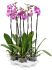 phalaenopsis tsarine pink 4tray h 90cm b 25cm potmaat 15cm