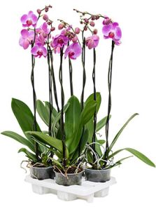 Phalaenopsis ‘Tsarine Pink‘ 4/tray, H: 90cm, B: 25cm, potmaat: 15cm