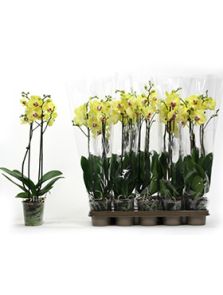 Phalaenopsis ‘Yara‘ 6/tray, 2-Tak 14+ Geel, H: 65cm, B: 20cm, potmaat: 12cm