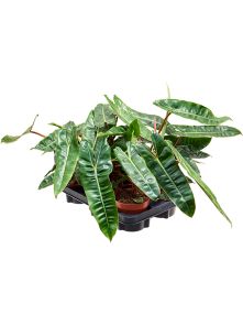 Philodendron ‘Billietiae‘ 6/tray, H: 25cm, B: 20cm, potmaat: 12cm