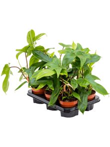 Philodendron ‘Florida Green‘ 6/tray, H: 25cm, B: 20cm, potmaat: 12cm
