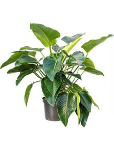 Philodendron ‘Green Beauty‘, Bush, H: 110cm, B: 90cm, potmaat: 30cm