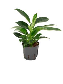 Philodendron ‘Green Princess‘, H: 30cm, B: 15cm, potmaat: 13/12cm