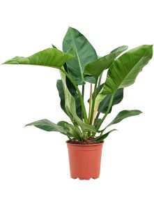 Philodendron ‘Imperial Green‘, Bush, H: 80cm, B: 60cm, potmaat: 24cm