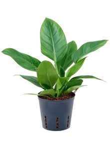 Philodendron ‘Imperial green‘, H: 30cm, B: 25cm, potmaat: 13/12cm