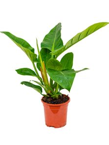 Philodendron `Imperial Green‘, H: 45cm, B: 35cm, potmaat: 17cm