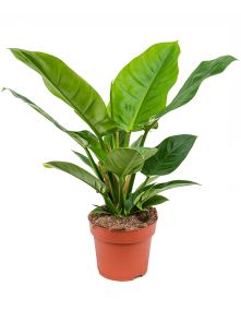Philodendron ‘Imperial Green‘, H: 45cm, B: 40cm, potmaat: 19cm