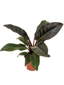 Philodendron ‘Imperial Red‘, Bush, H: 45cm, B: 50cm, potmaat: 17cm