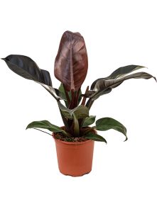 Philodendron `Imperial Red‘, Bush, H: 55cm, B: 45cm, potmaat: 19cm