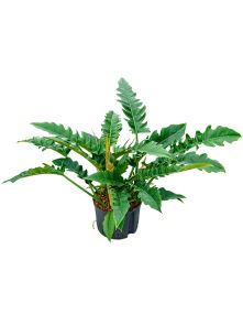 Philodendron ‘Narrow‘, Bush, H: 65cm, B: 60cm, potmaat: 25/19cm