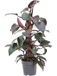 Philodendron ‘New Red‘, Mosstok 60, H: 60cm, B: 40cm, potmaat: 17cm