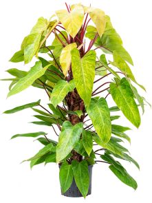Philodendron ‘Painted lady‘, Mosstok 120, H: 150cm, B: 70cm, potmaat: 22/19cm