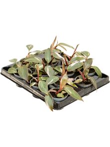 Philodendron ‘Pink Princess‘ 12/tray, H: 12cm, B: 10cm, potmaat: 6cm