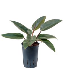 Philodendron ‘Red Congo‘, H: 45cm, B: 25cm, potmaat: 15/19cm
