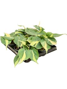 Philodendron scandens ‘Brasil‘ 12/tray, H: 12cm, B: 10cm, potmaat: 6cm