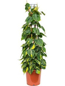 Philodendron scandens ‘Brasil‘, Draadzuil, H: 110cm, B: 35cm, potmaat: 24cm