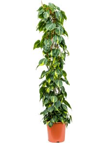 Philodendron scandens ‘Brasil‘, Draadzuil, H: 150cm, B: 50cm, potmaat: 27cm