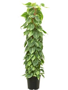 Philodendron scandens ‘Brasil‘, Mosstok 150, H: 150cm, B: 50cm, potmaat: 27cm