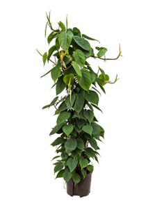 Philodendron scandens, Draadzuil 120, H: 120cm, B: 30cm, potmaat: 22/19cm
