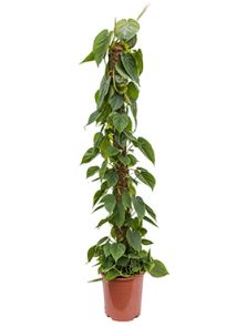 Philodendron scandens, Mosstok 150, H: 150cm, B: 35cm, potmaat: 27cm