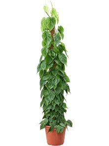 Philodendron scandens, Mosstok 180, H: 180cm, potmaat: 35cm