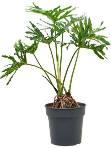 Philodendron selloum, Stam/bush, H: 100cm, B: 90cm, potmaat: 27cm