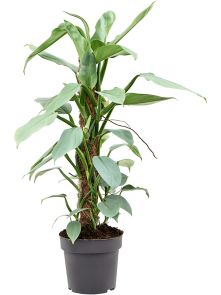 Philodendron ‘Silver Queen’, Mosstok 60, H: 60cm, B: 40cm, potmaat: 17cm