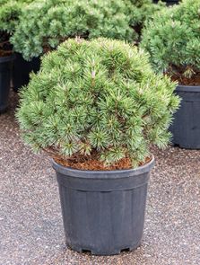 Pinus mugo ‘Mops‘, Bush, H: 60cm, B: 50cm, potmaat: 32cm
