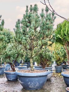 Pinus mugo ‘Rigi‘, Bush, H: 165cm, B: 100cm, potmaat: 80cm