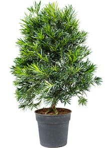 Podocarpus macrophyllus, Bush, H: 110cm, B: 60cm, potmaat: 30cm