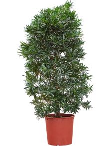 Podocarpus macrophyllus, Bush, H: 150cm, B: 75cm, potmaat: 38cm