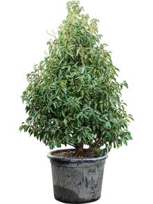 Prunus lusitanica ‘Angustifolia‘, Bush, H: 185cm, B: 85cm, potmaat: 45cm