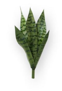 Sansevieria Groen, H: 40cm