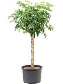 Schefflera arboricola ‘Compacta‘, Stam extra, H: 150cm, B: 90cm, potmaat: 42/32cm