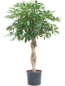 Schefflera arboricola ‘Compacta‘, Stam gevlochten, H: 110cm, B: 60cm, potmaat: 22/19cm