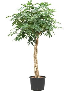 Schefflera arboricola ‘Compacta‘, Stam gevlochten, H: 150cm, B: 70cm, potmaat: 28/24cm