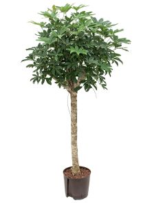 Schefflera arboricola ‘Compacta‘, Stam, H: 110cm, B: 55cm, potmaat: 22/19cm