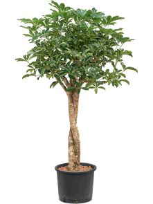 Schefflera arboricola ‘Compacta‘, Stam twist, H: 130cm, B: 80cm, potmaat: 28/19cm