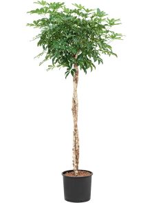 Schefflera arboricola ‘Compacta‘, Stam twist, H: 170cm, B: 70cm, potmaat: 28/24cm