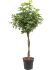 schefflera arboricola compacta stam twist h 180cm b 70cm potmaat 34cm