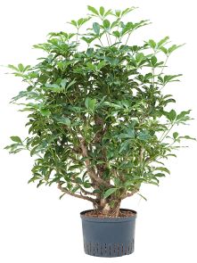 Schefflera arboricola ‘Compacta‘, Vertakt, H: 135cm, B: 80cm, potmaat: 28/19cm