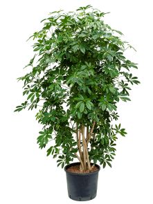 Schefflera arboricola ‘Compacta‘, Vertakt, H: 140cm, B: 80cm, potmaat: 28/24cm