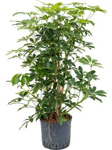 Schefflera arboricola ‘Compacta‘, Vertakt, H: 140cm, B: 80cm, potmaat: 22/19cm