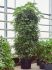 schefflera arboricola compacta vertakt h 250cm b 90cm potmaat 50cm
